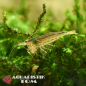 Preview: Amanogarnele, Caridina multidentata / Caridina japonica
